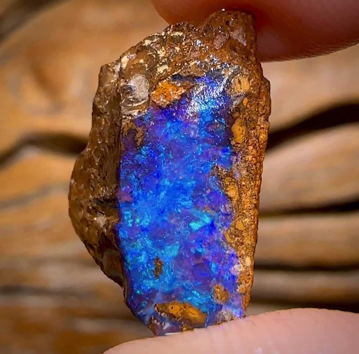 11.8cts - Queensland Boulder Seam Opal Rough Piece
