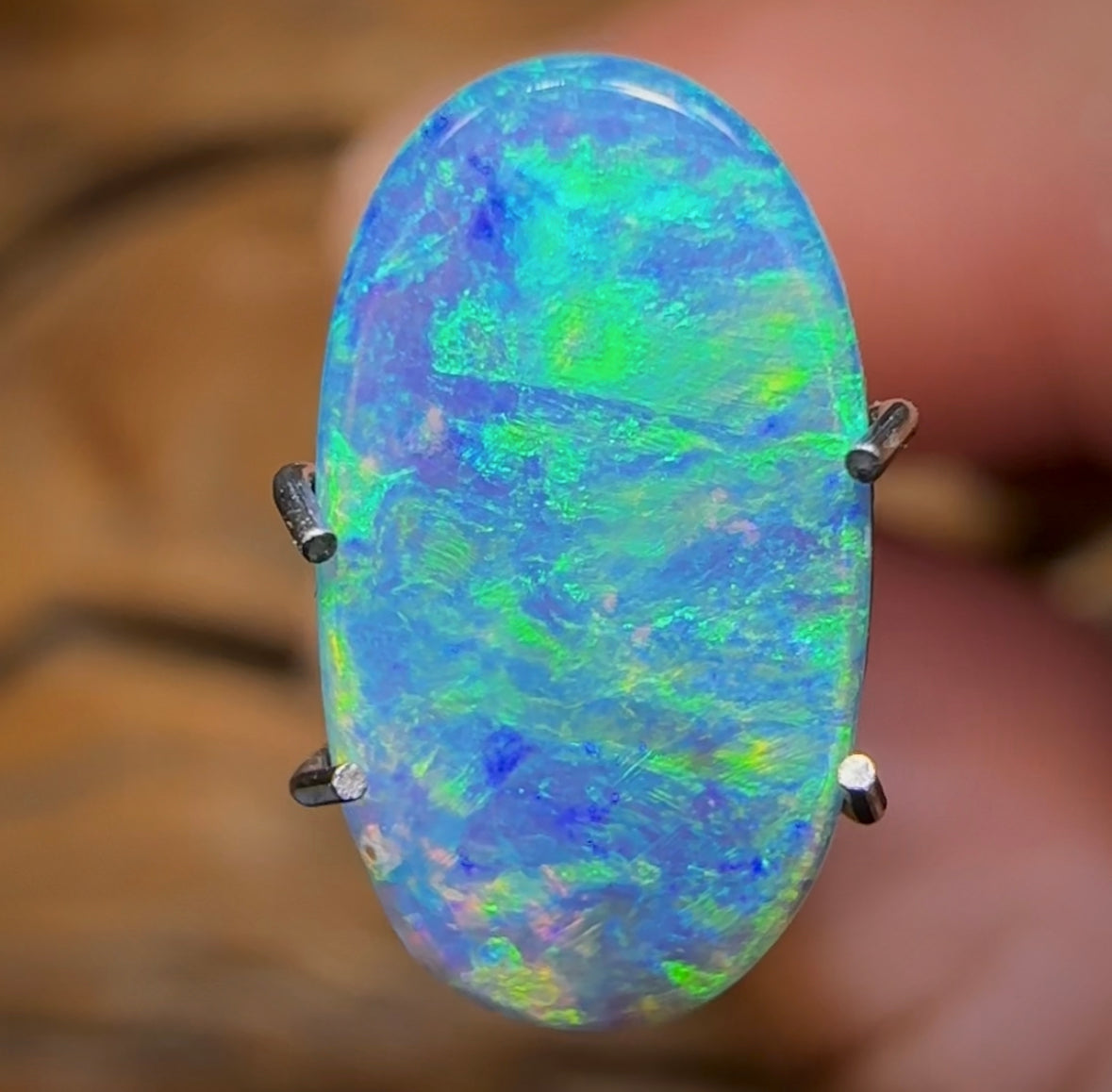 1.6cts - TOP Australian Boulder Opal Doublet. Rare Opal Pipi Shell Replacement - Opal Whisperers