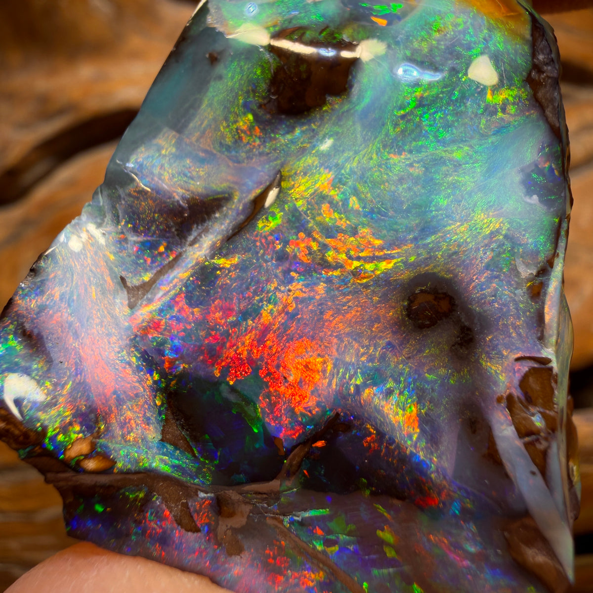 “Set in Stone” - Private Collector Acquisition- “Genesis” 247.1cts - Top Australian Boulder Seam Opal Specimen Polished