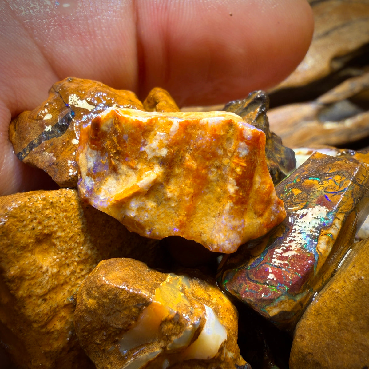 150g - Yowah Opalised Wood/Vegetation Fossil Rough Parcels. BULK LISTING!
