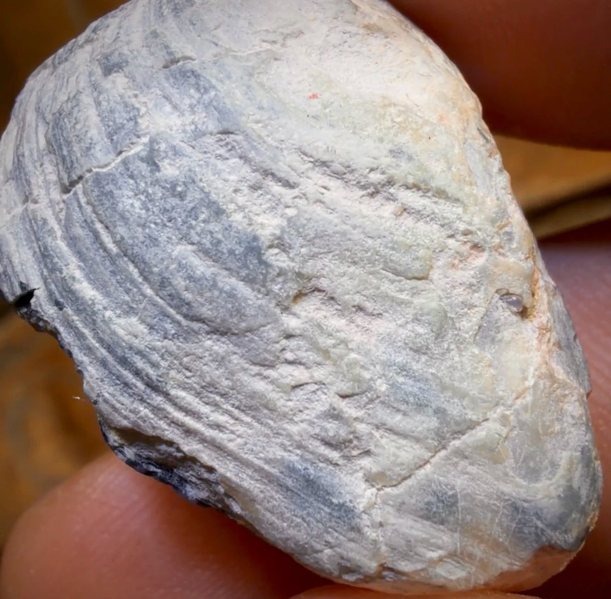 42.8cts - Opalised Shell Rare Geological Rough Specimen from Lightning Ridge