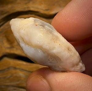 🔨 AUCTION 🔨 No Reserve 61.4cts - Opalised Shell Rare Geological Specimen from South Australia