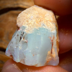 39.8cts - Opalised Shell Geological Specimen from South Australia