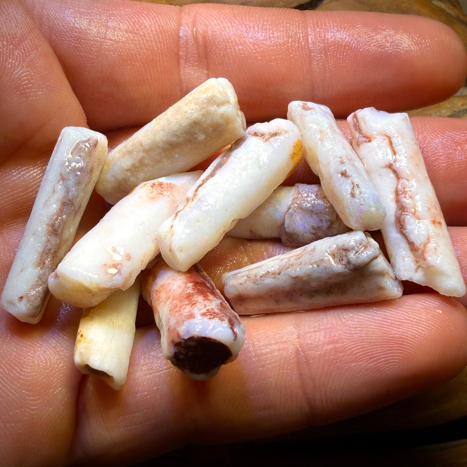 South Australian Fossil Belemnite Rough Opal Specimens. BULK LISTING BARGAIN