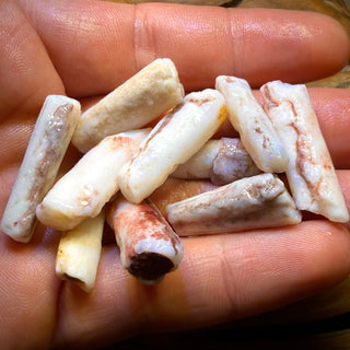 Südaustralische Fossilien, Belemniten-Rohopale. GÜNSTIGES GROSSHANDELSANGEBOT
