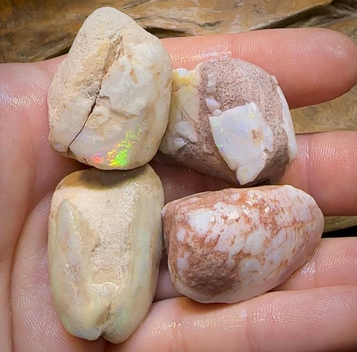 The 245.4cts - 4 x Opalised Shell Geological Specimens from South Australia 1|ct - Opal Whisperers