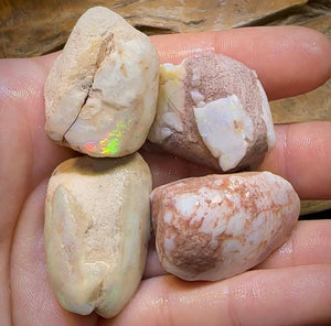 The 245.4cts - 4 x Opalised Shell Geological Specimens from South Australia 1|ct - Opal Whisperers