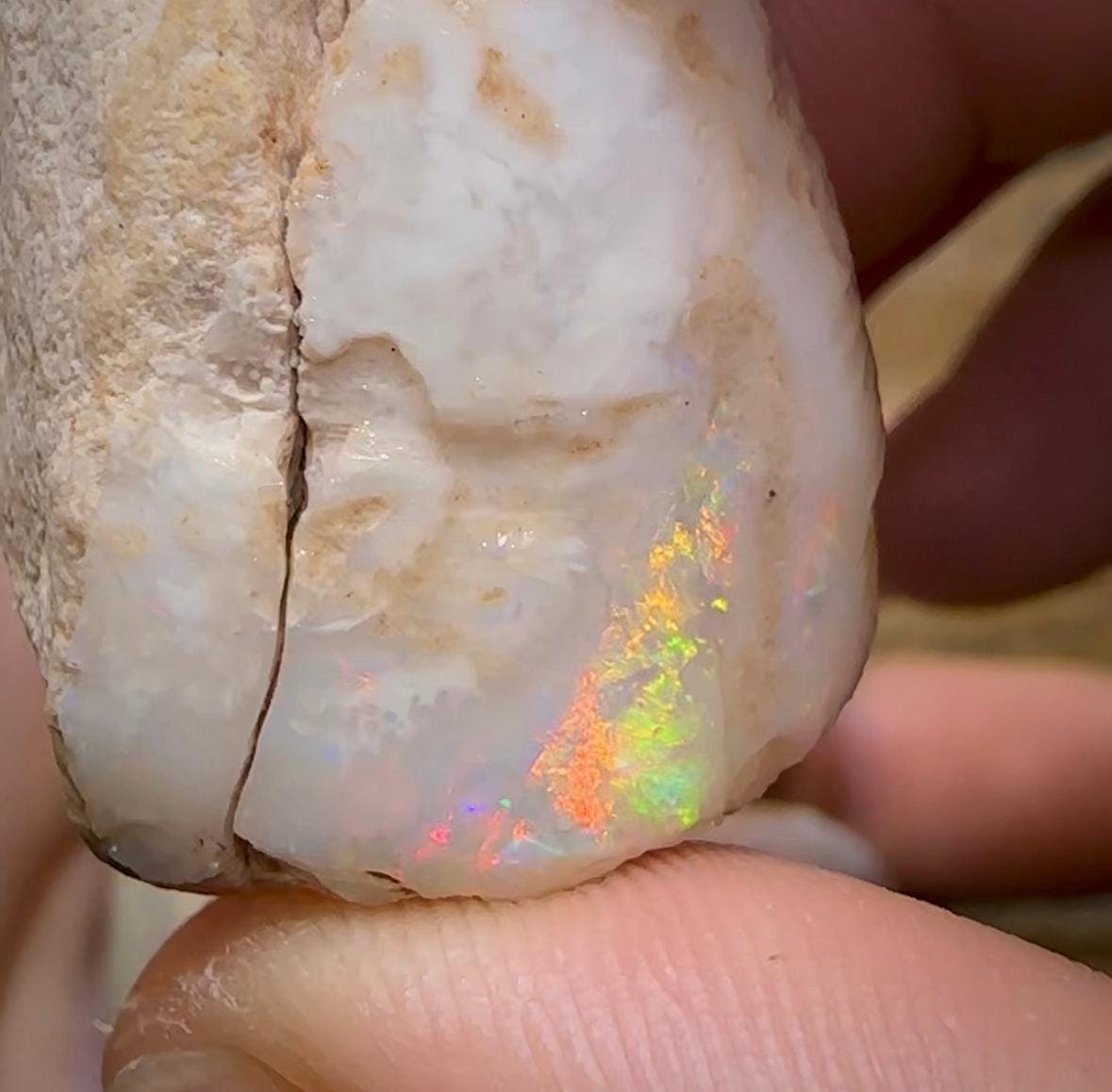 The 245.4cts - 4 x Opalised Shell Geological Specimens from South Australia 1|ct - Opal Whisperers
