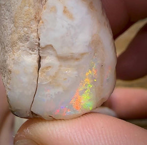 The 245.4cts - 4 x Opalised Shell Geological Specimens from South Australia 1|ct - Opal Whisperers
