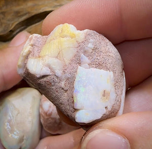 The 245.4cts - 4 x Opalised Shell Geological Specimens from South Australia 1|ct - Opal Whisperers