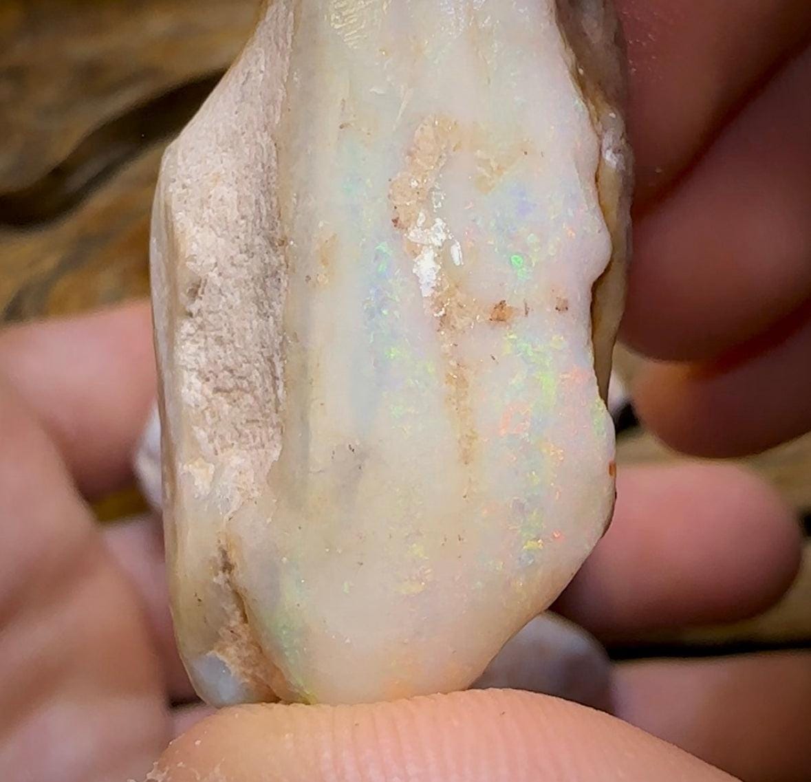 The 245.4cts - 4 x Opalised Shell Geological Specimens from South Australia 1|ct - Opal Whisperers