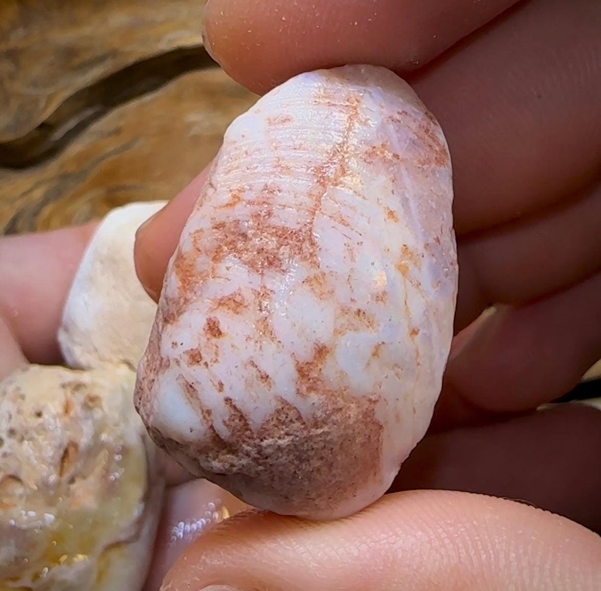 The 245.4cts - 4 x Opalised Shell Geological Specimens from South Australia 1|ct - Opal Whisperers