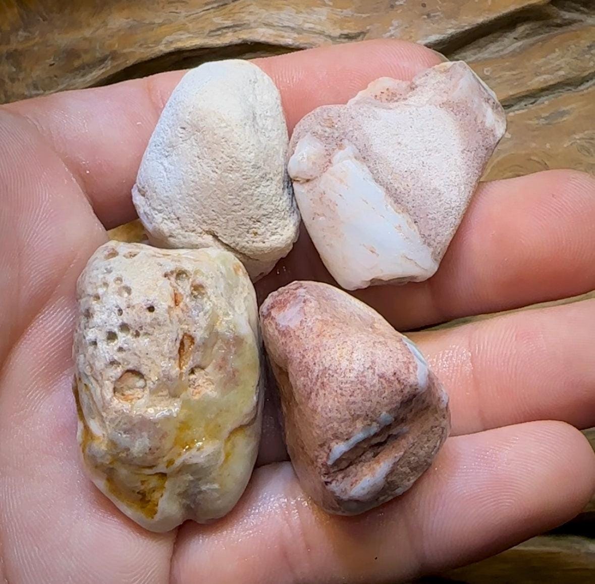 The 245.4cts - 4 x Opalised Shell Geological Specimens from South Australia 1|ct - Opal Whisperers