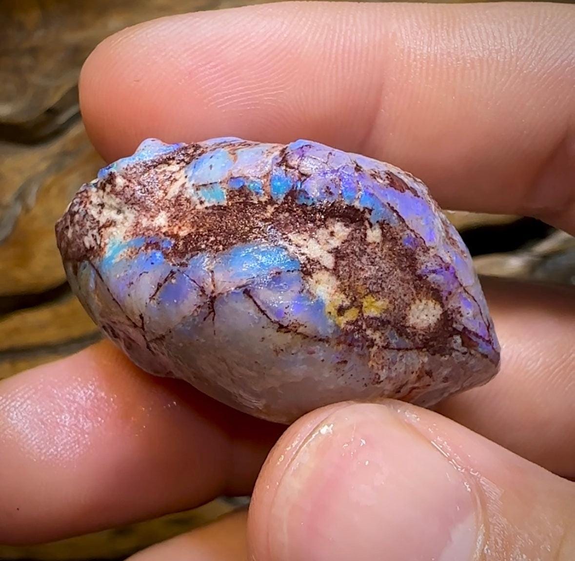 The 115.9cts - Opalised Shell Geological Specimen from South Australia - Opal Whisperers