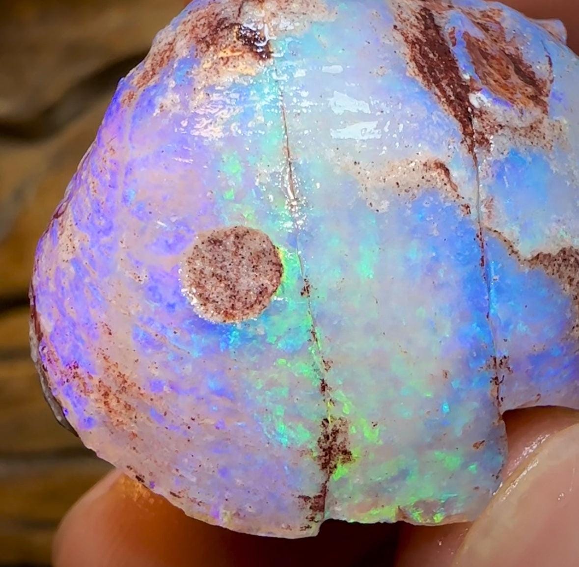 The 115.9cts - Opalised Shell Geological Specimen from South Australia - Opal Whisperers
