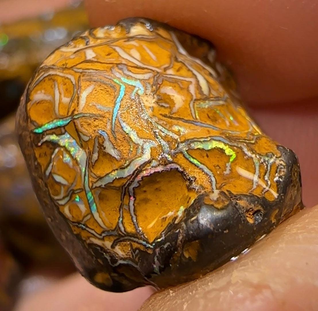 294.7cts - 5x Queensland Australian Opal Boulder Rough Rub Preforms - Opal Whisperers