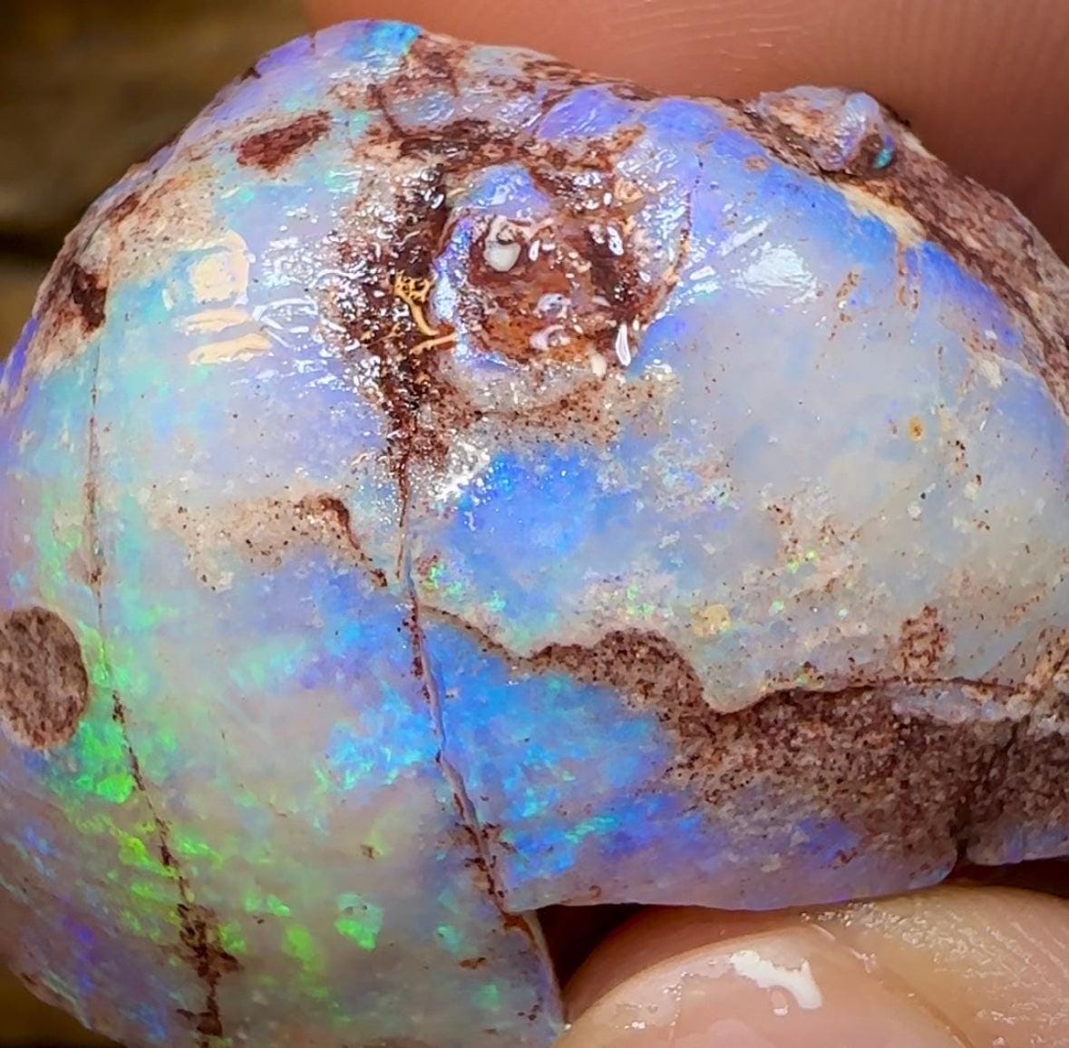 The 115.9cts - Opalised Shell Geological Specimen from South Australia - Opal Whisperers