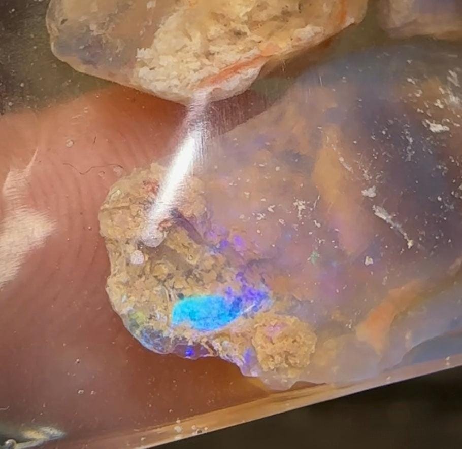 66cts - Lightning Ridge, Fossil Rough Opal Specimen - Opalwhisperers