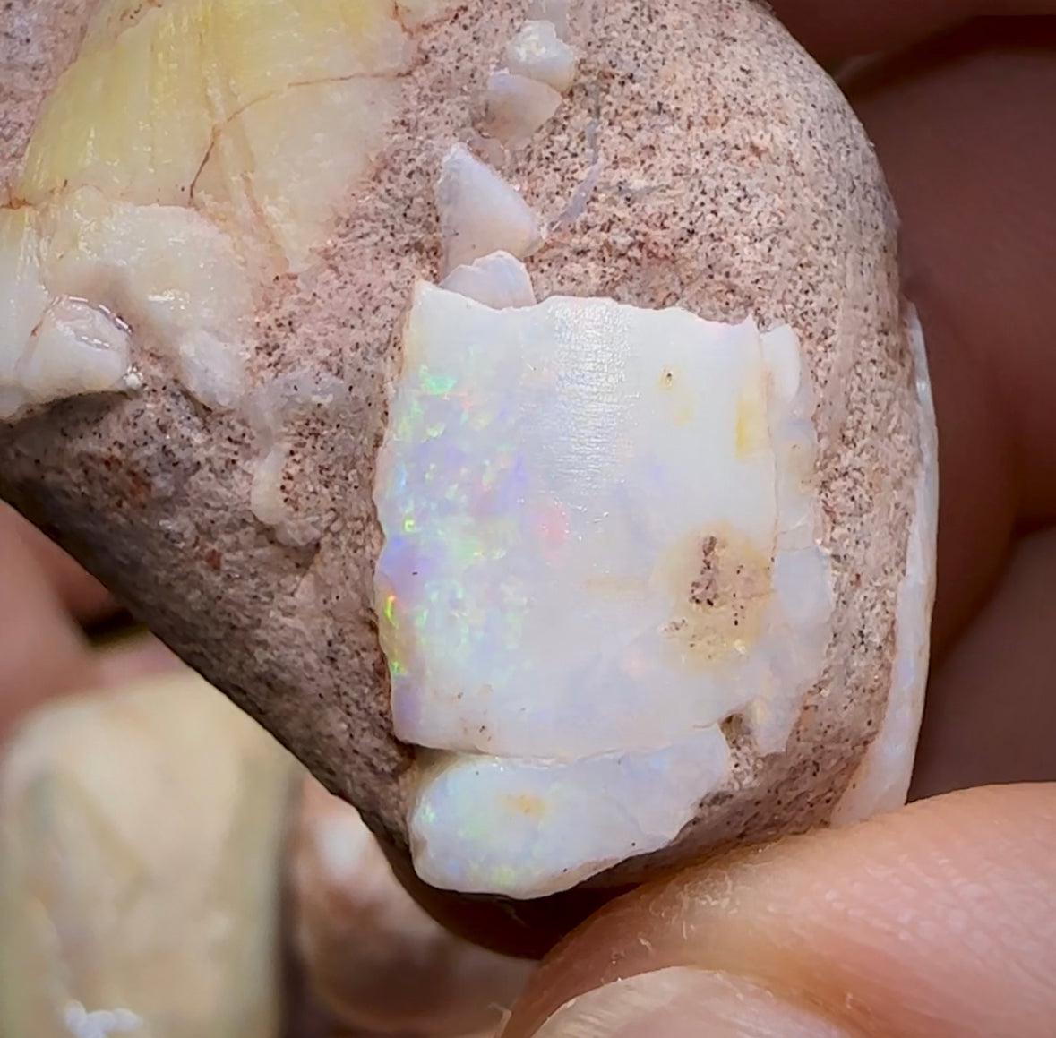 The 245.4cts - 4 x Opalised Shell Geological Specimens from South Australia 1|ct - Opal Whisperers