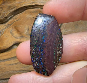 48.5cts - Tribal Pattern Koroit Nut Opal - Opal Whisperers