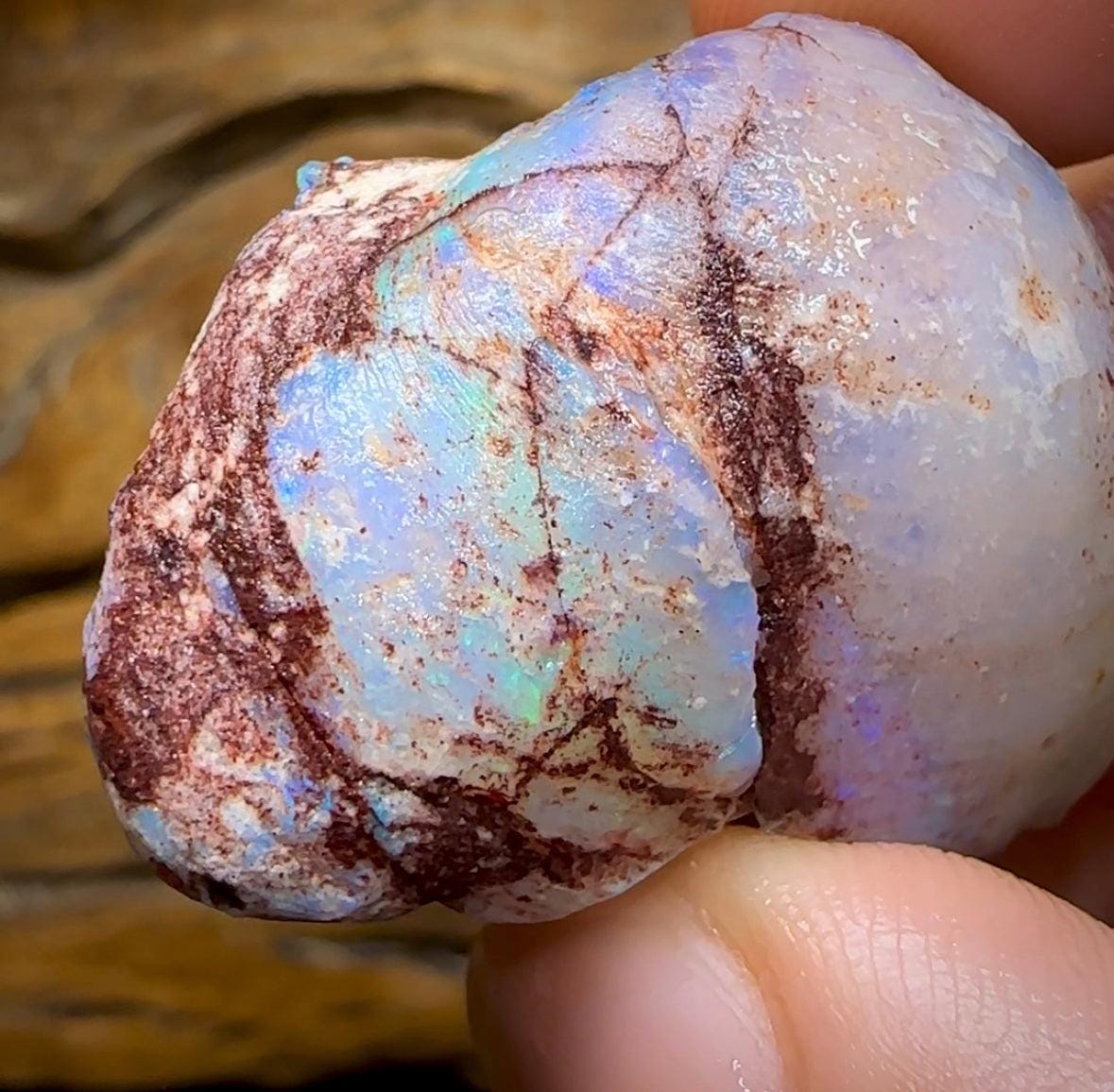 The 115.9cts - Opalised Shell Geological Specimen from South Australia - Opal Whisperers