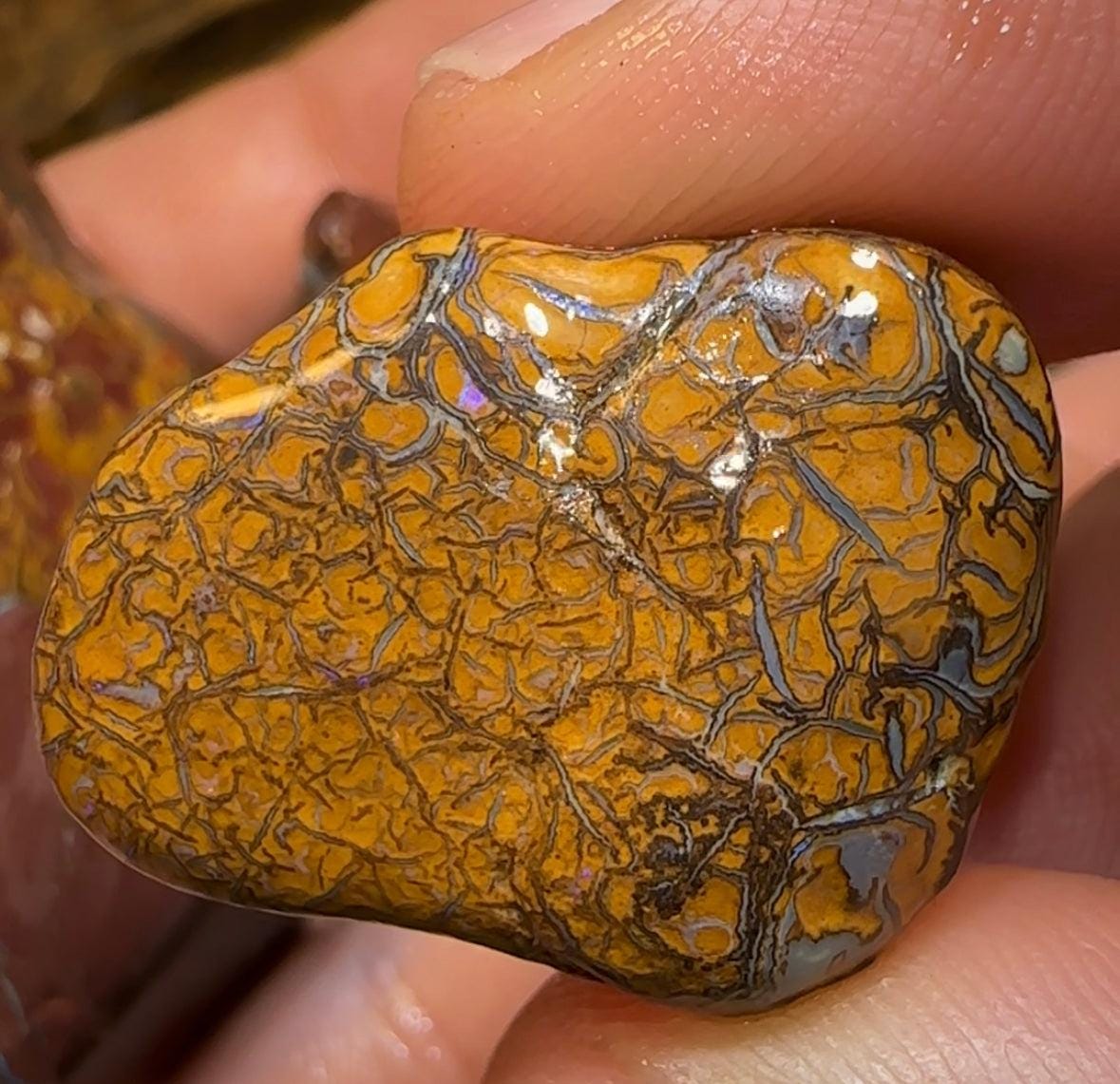 102.2cts - 3x Queensland Boulder Australian Opal Rubs with Kernels - Opal Whisperers