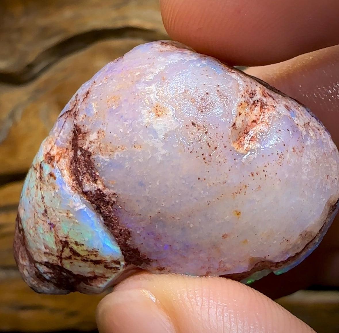 The 115.9cts - Opalised Shell Geological Specimen from South Australia - Opal Whisperers