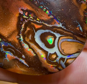 211.1cts - Large Tribal Pattern Koroit Nut Opal Specimen - Opal Whisperers