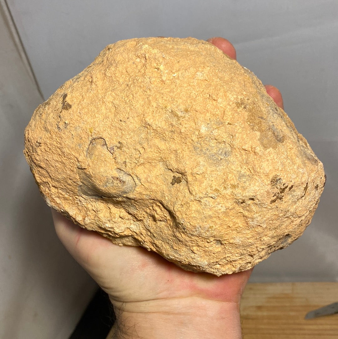 Gigantic Size Unopened YOWAH NUT!! 3 chances in every Nut - Opalwhisperers