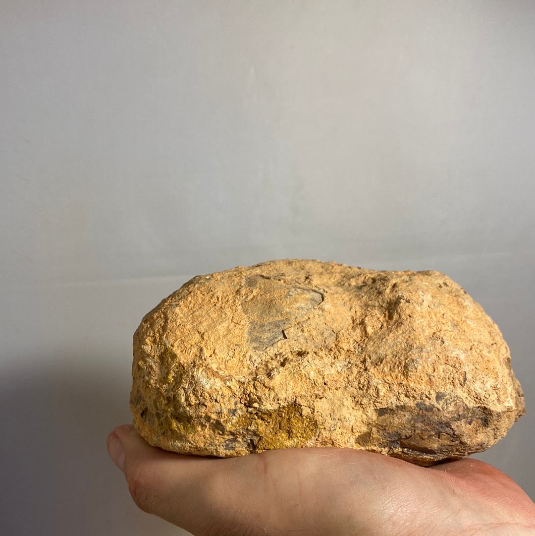 Gigantic Size Unopened YOWAH NUT!! 3 chances in every Nut - Opalwhisperers