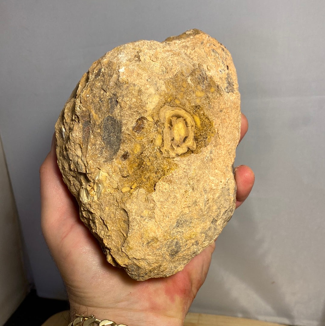 Gigantic Size Unopened YOWAH NUT!! 3 chances in every Nut - Opalwhisperers