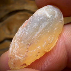 12.9cts - Opalised Shell Rare Geological Rough Specimen from Lightning Ridge