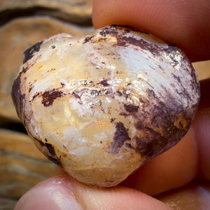 46.8cts - Opalised Shell Geological Specimen from South Australia. Featured on ‘Outback Opal Hunters’!