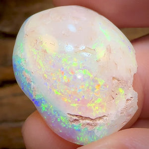 27.1cts - Opalised Fossil Shell Specimen from South Australia