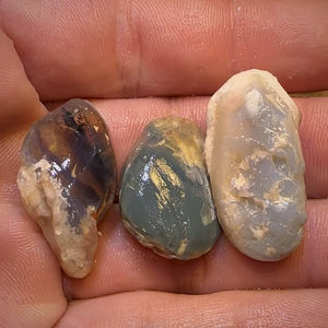 68.3cts - 3x Opalised Shell Geological Specimens from Lightning Ridge