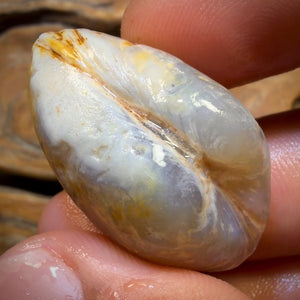 73.8cts - Opalised Shell Geological Specimen from South Australia. Featured on ‘Outback Opal Hunters’!