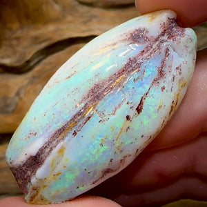 87.7cts - Opalised Shell Rare Geological Specimen from South Australia