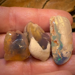 75.2cts - 3x Opalised Shell Geological Specimens from Lightning Ridge