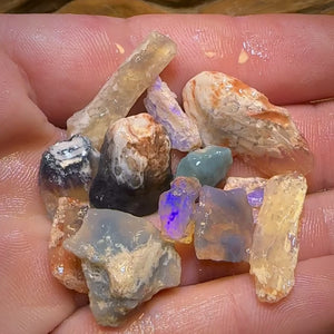 🔨 AUCTION 🔨 58.9cts - 12x Opalised Fossil Geological Specimens from Lightning Ridge