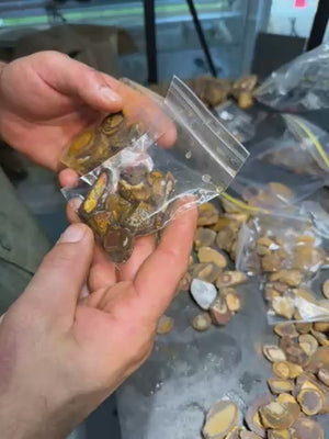 15 x Jojo Yowah Nut Opal Slices. New Price Bargain in Bulk UPGRADED