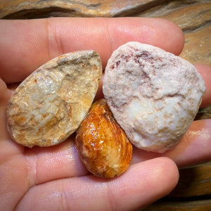 Celebrity Card! 136.2cts - 3x Opalised Fossil Shell Specimens. Featured on ‘Outback Opal Hunters’!