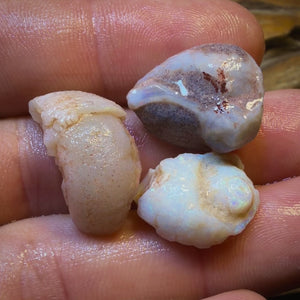 Dad Card! 34.2cts - 3x RARE Gastropods Natural Opalised Snail Shell Fossils