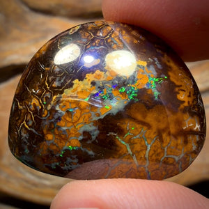 41.4cts - Tribal Koroit Nut Opal. Australian Opal