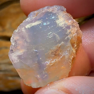 39.3cts - Opalised Shell Rare Geological Specimen from Lightning Ridge