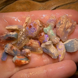 87.8cts - 22x Opalised Fossil Geological Specimens from Lightning Ridge
