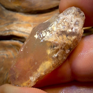 Bargain Card! 39.5cts - Opalised Shell Geological Specimen from South Australia