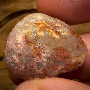 Auction Fall-Through = Your Gain! 🔥 Now More Than 50% Off RRP 🚨 49.1cts - Opalised Shell Rare Geological Specimen from South Australia