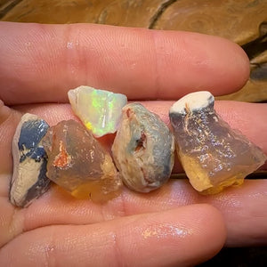 72.8cts - 5x Opalised Shell Geological Specimens from Lightning Ridge