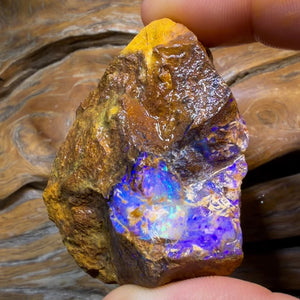HDW 395.7cts - Opalised Fossil Replacement Boulder Opal Rough Piece
