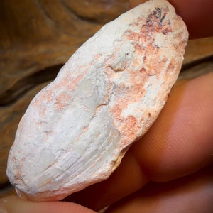 62.4cts - Opalised Shell Rare Geological Rough Specimen from Lightning Ridge